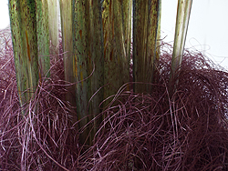 Pond Fronds Detail