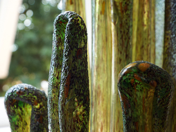 Pond Fronds Detail